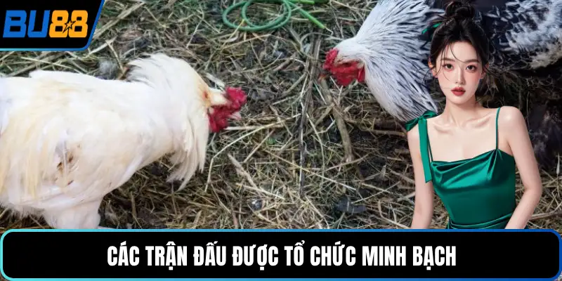 Các trận đấu được tổ chức minh bạch