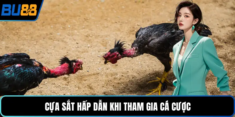 Cựa sắt hấp dẫn khi tham gia cá cược
