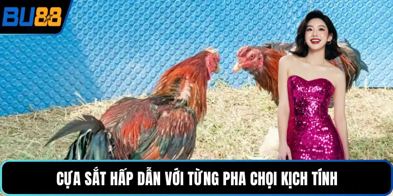 Cựa sắt hấp dẫn với từng pha chọi kịch tính