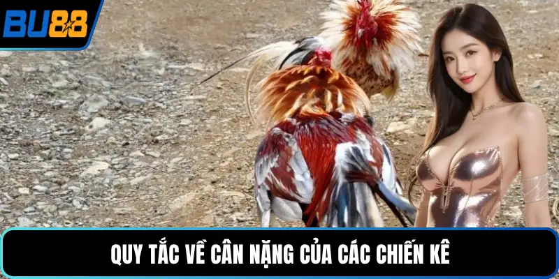 Quy tắc về cân nặng của các chiến kê