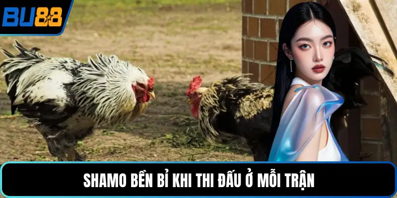 Shamo bền bỉ khi thi đấu ở mỗi trận