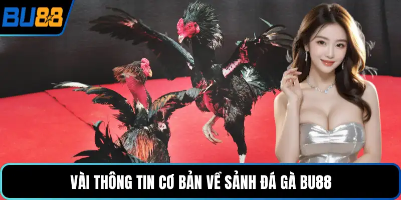 Vài thông tin cơ bản về sảnh đá gà BU88